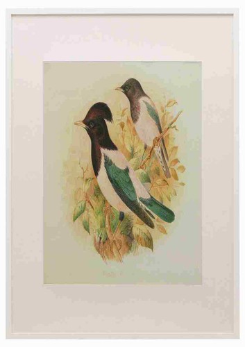 Gronvold vögel 1907 starling - gronvold,