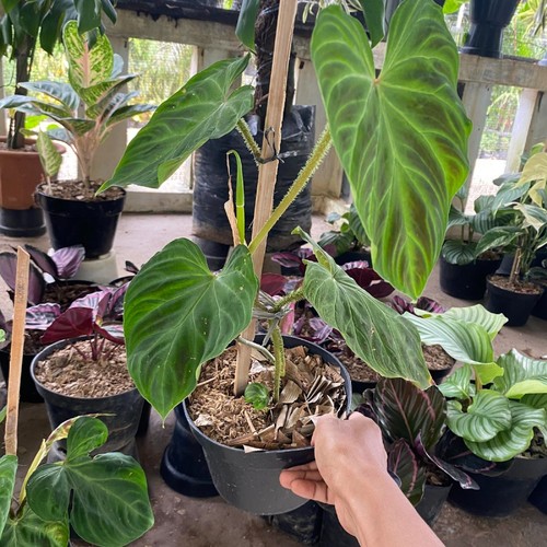 Philodendron verrucosum live - verrucosum,