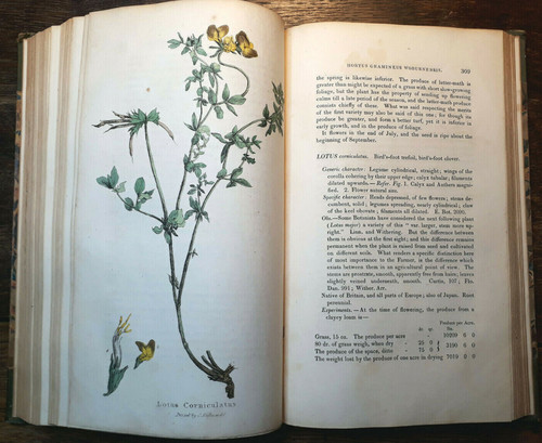 Hortus gramineus woburnensis - hortus,