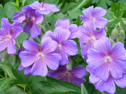 Pflanze/Blume/Staude