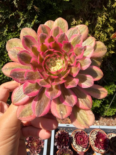 Aeonium pink garnet variegated - pink,