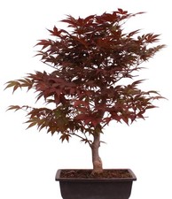 Bonsai - Acer palmatum