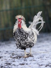 10 +10% Bruteier gem. Zwerge 