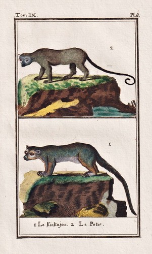 Wickelbär potos flavus