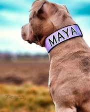 Hundehalsband mit Namen 4cm Personalisiertes Hundehalsband, Sicherheitshalsband