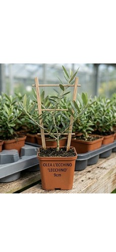 Leccino olivenbaum jungpflanze - leccino,