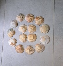 15 sehr schöne Jakobsmuscheln