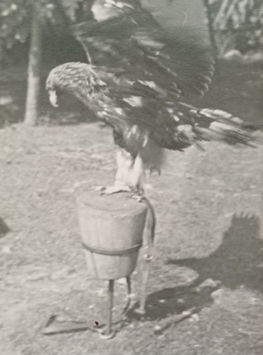 Greifvogel auf ansitz - auf, adler