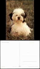 Ansichtskarte shih tzu welpe - ansichtskarte, shih-tzu-welpe