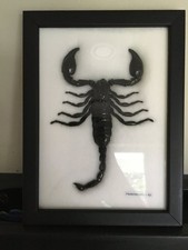 Skorpion Taxidermie