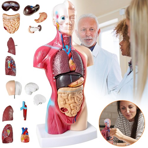 Anatomie modell 28cm herz - modell,