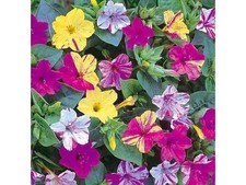 Mirabilis Jalapa/ Wunderblume