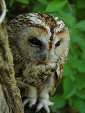 Eule - 500 Teile (Puzzle) 