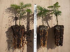 10 Nordmanntannen Nordmanntanne Christbaumpflanzen Jungpflanzen Turbostarter 