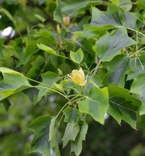Amerikanischer Tulpenbaum
