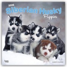 Siberian Husky Puppies -