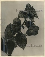 1963 Press Photo Achimenes