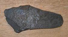 Ammoniten fossilien - ammoniten,