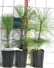 Pinus ponderosa  - seltene amerik. Goldkiefer (Pflanze)