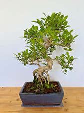 Zimmerbonsai Ficus retusa