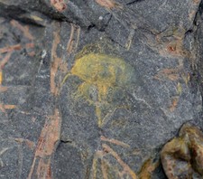 Schwertschwanz, Euproops