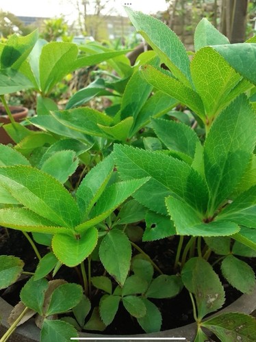 Pflanzen aus eigenem - , garten