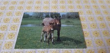Pferd AK, Pferdepostkarte, Stute mit Fohlen auf der Weide, Printed in Germany