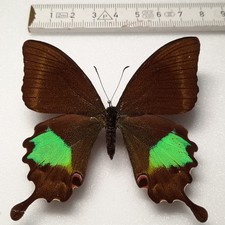 Papilio Paris Männchen