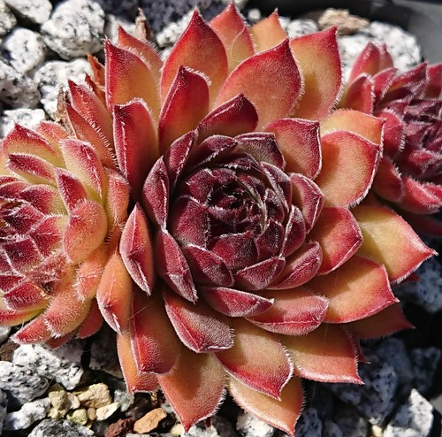 Sempervivum burnt sugar - sempervivum, sugar"