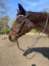 Trense von Braun Heinick Mit Zügeln Cob Vollblut