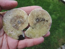 Perlmutt - Ammonit aus Madagaskar - geschnitten und poliert