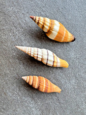 Mitra schnecken mitridae - schnecken, /