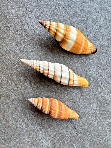 Mitra schnecken mitridae - /,
