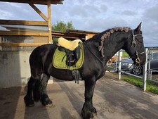 Lammfell Bezug  englischer