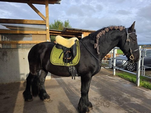 Lammfell bezug englischer - ,