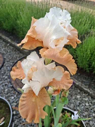 Schwertlilie iris chateau - iris,