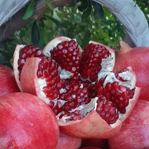 Punica granatum hicaz - punica, hicaz'