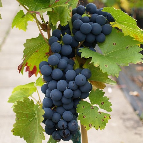 Weinrebe regent blaue - weinrebe,