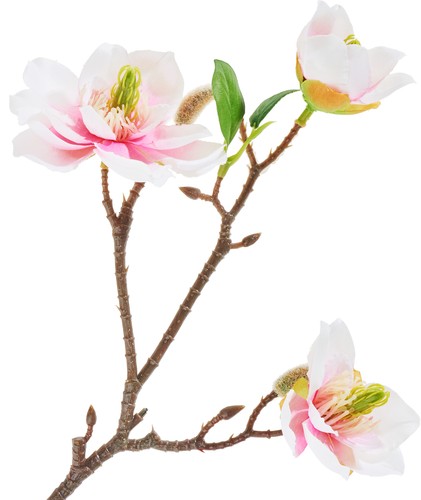 Dpi magnolien pick - dpi, magnolien-pick