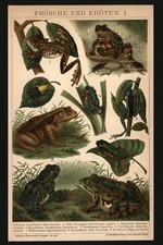 Lithographie anno 1896 - Frösche Unken Kröte Froschlurche Laubfrosch Teichfrosch