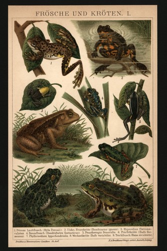 Lithographie anno 1896 - ,