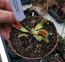 Dionaea muscipula "Antonov