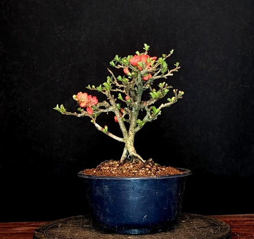 Bonsai japanische zierquitte - bonsai,