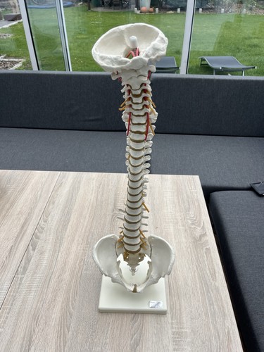 Anatomisches modell - anatomisches,