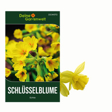 Wiesen-Schlüsselblume  Samen