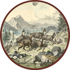 Gamswild Hochgebirge Herde Alpen Gams Krucken Schützenscheibe 41cm 073