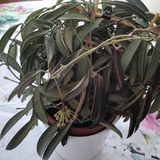 Hoya wayetii wachsblume - hoya, wayetii?wachsblume