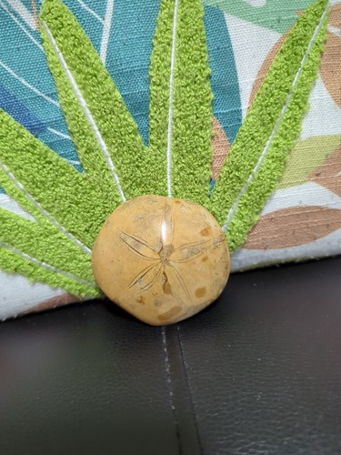 Seeigel fossil - seeigel,