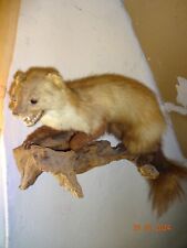 ausgestopfter marder auf dem