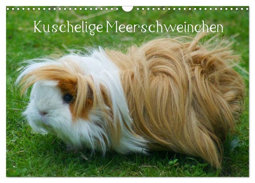 Kuschelige meerschweinchen - kuschelige,
